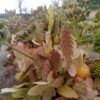 Herfst op tafel - 12/10/2024 - Afbeelding 3