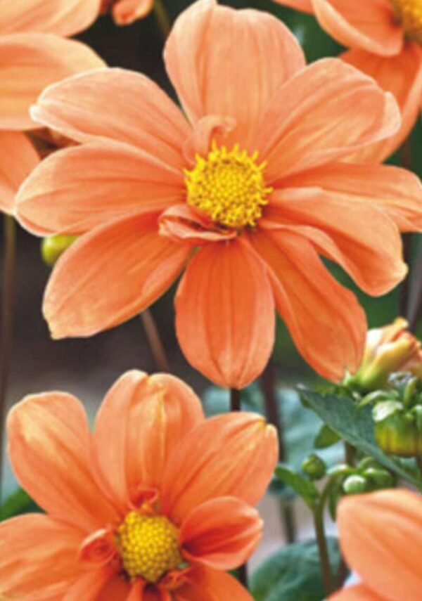 Dhalia Oranje Enkelbloemig