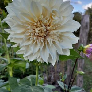 Dhalia Café au Lait