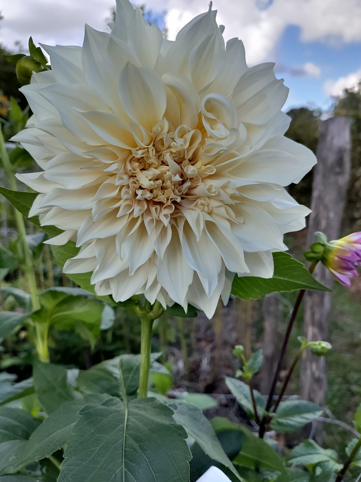 Dhalia Café au Lait