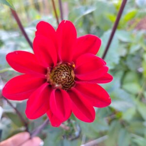 Dhalia enkelbloemig met donker bordeaux blad