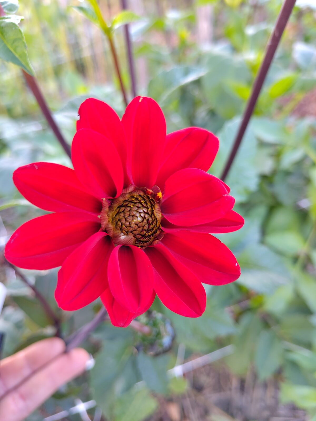 Dhalia enkelbloemig met donker bordeaux blad