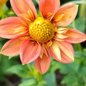 Dhalia Oranje Enkelbloemig