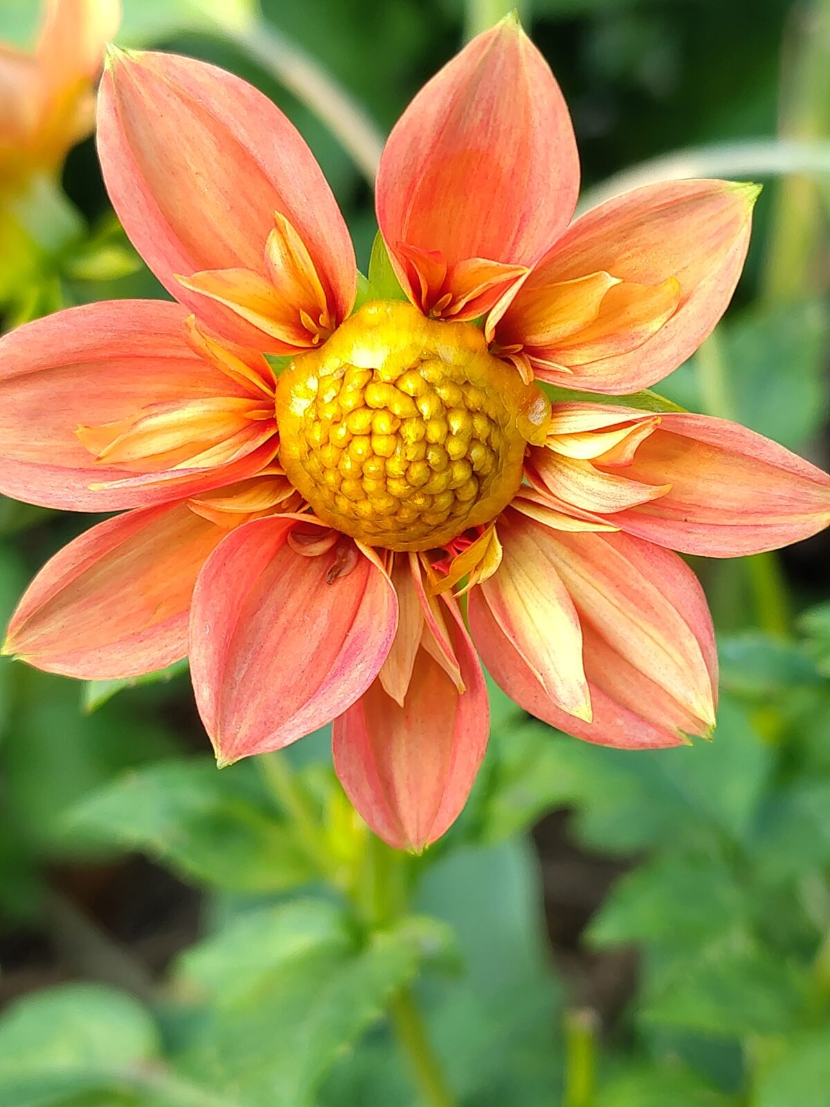 Dhalia Oranje Enkelbloemig