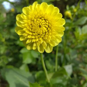 Dhalia Golden Torch