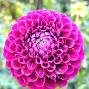 Dhalia Jowey Mirella