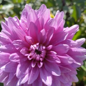 Dhalia Pink Purple Touch
