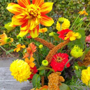 Dhalia Rood Geel Gevlamd