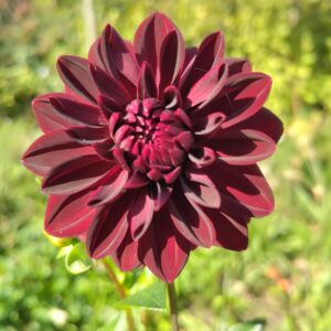 Dhalia Arabian Night