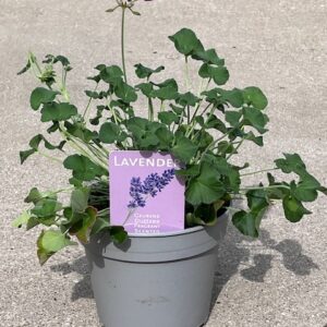 Geurgeraniums "lavendel" - per stuk